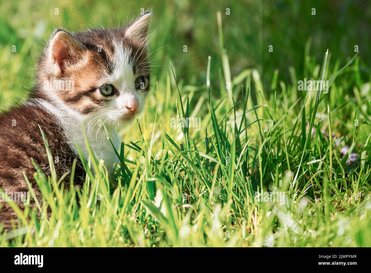 Chaton Banque D'Images
