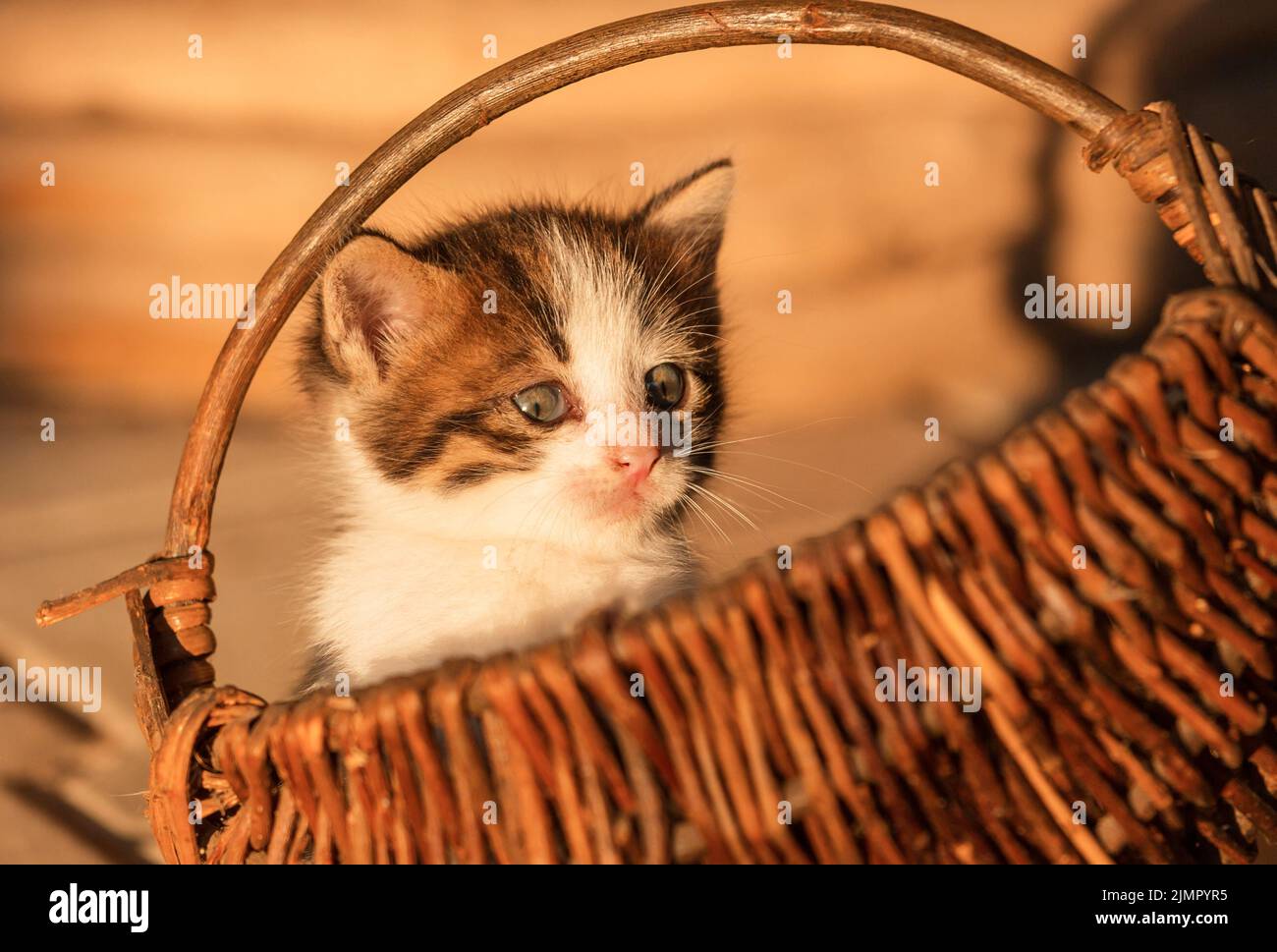 Chaton Banque D'Images