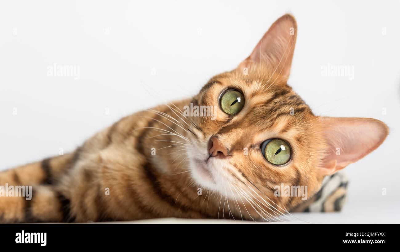Chat bengale couché sur fond blanc dans le studio. Banque D'Images