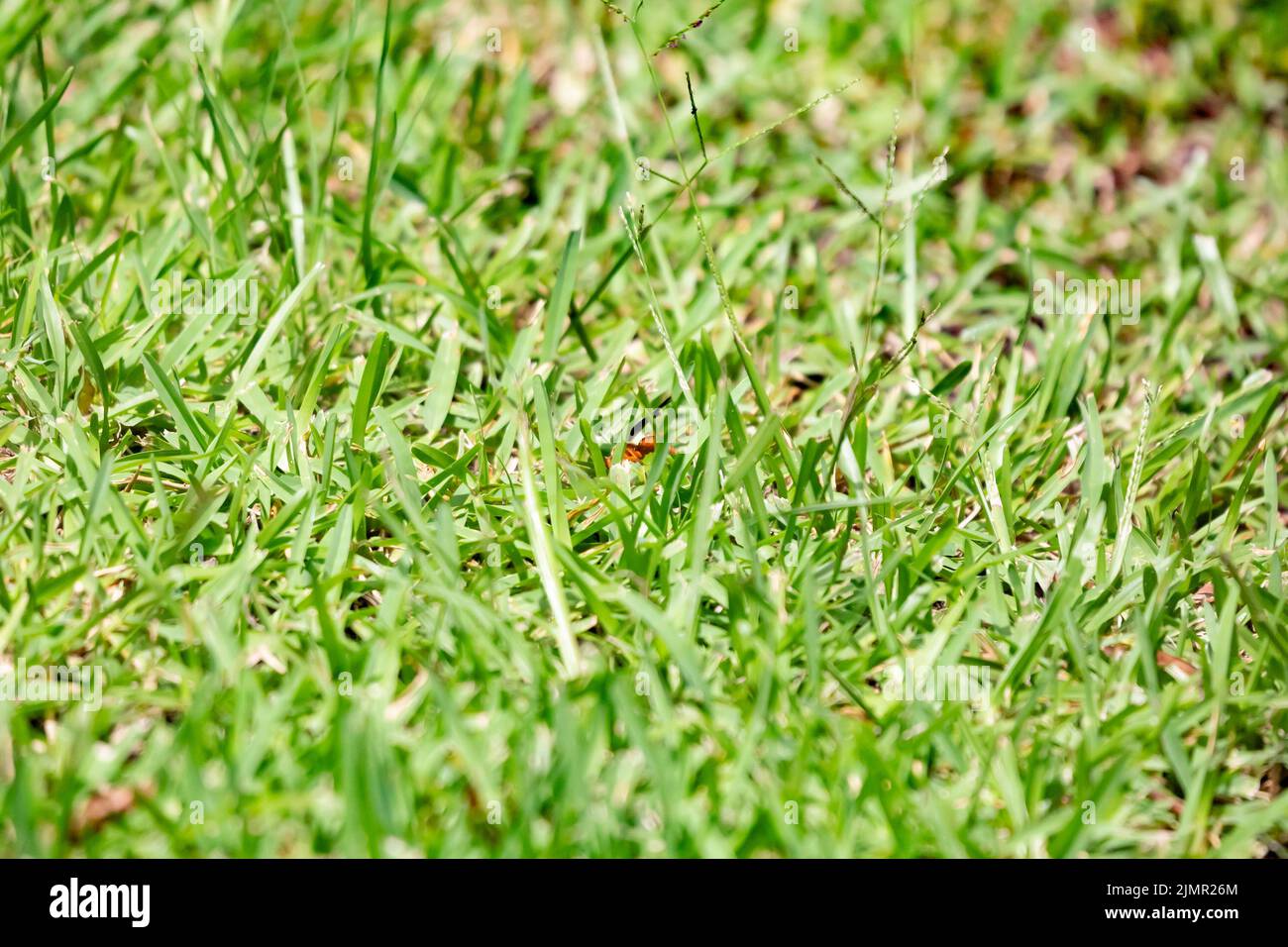 Guêpe de papier rouge (Polistes carolina) dans l'herbe Banque D'Images