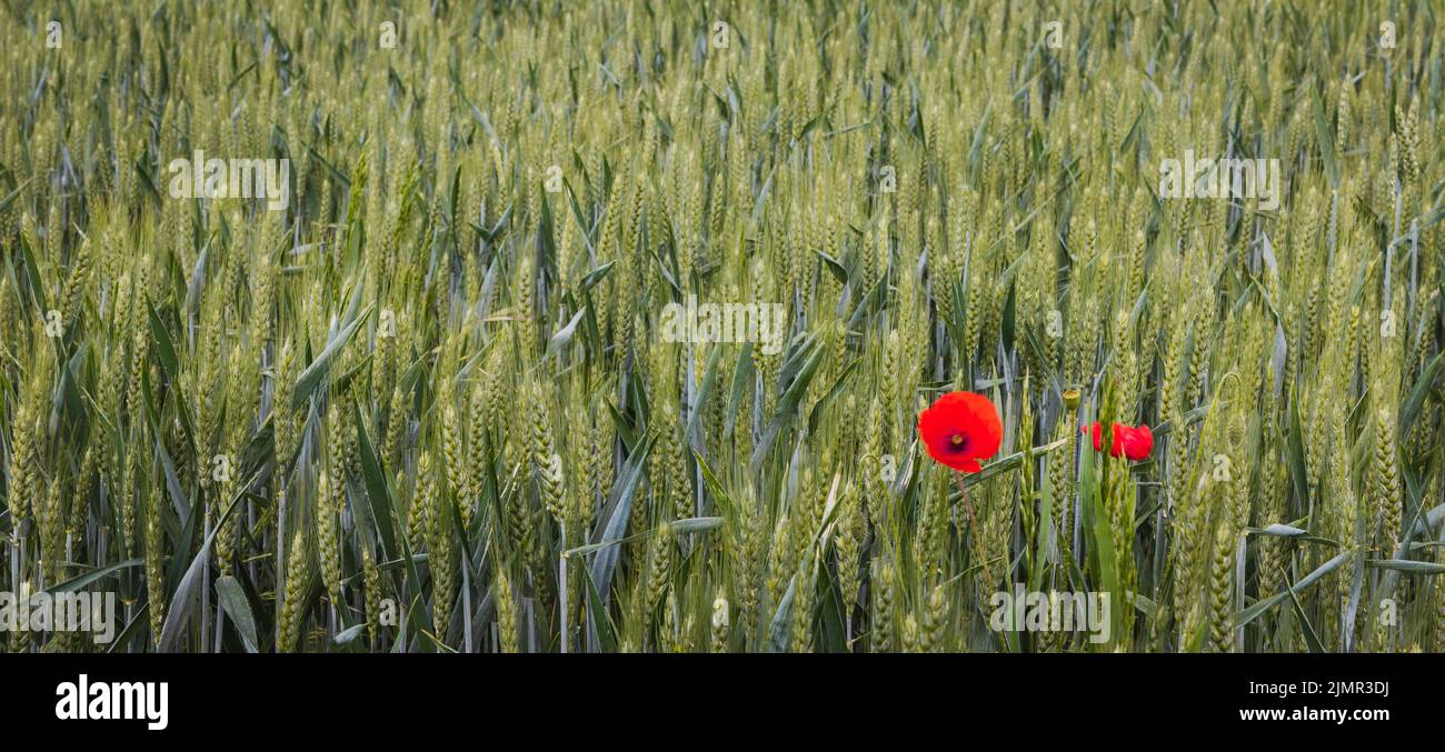 Champ de grain vert et un seul pavot Banque D'Images