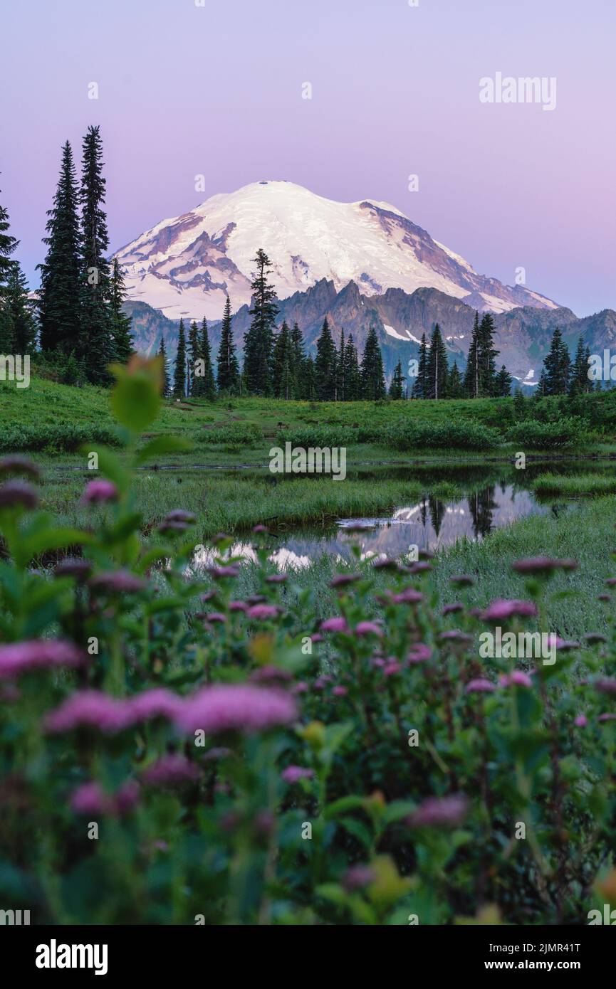 Mt Rainier avec fleurs sauvages avant le lever du soleil Banque D'Images