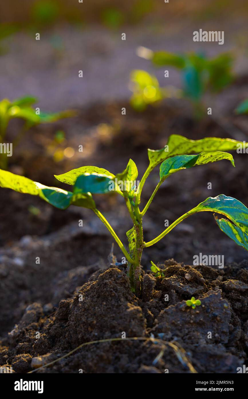 Croissance des plantes. Une petite plante éclaircie par la lumière du soleil dans la ferme ou le jardin. Économie ou zéro carbone ou agriculture biologique ou agriculture concept verti Banque D'Images