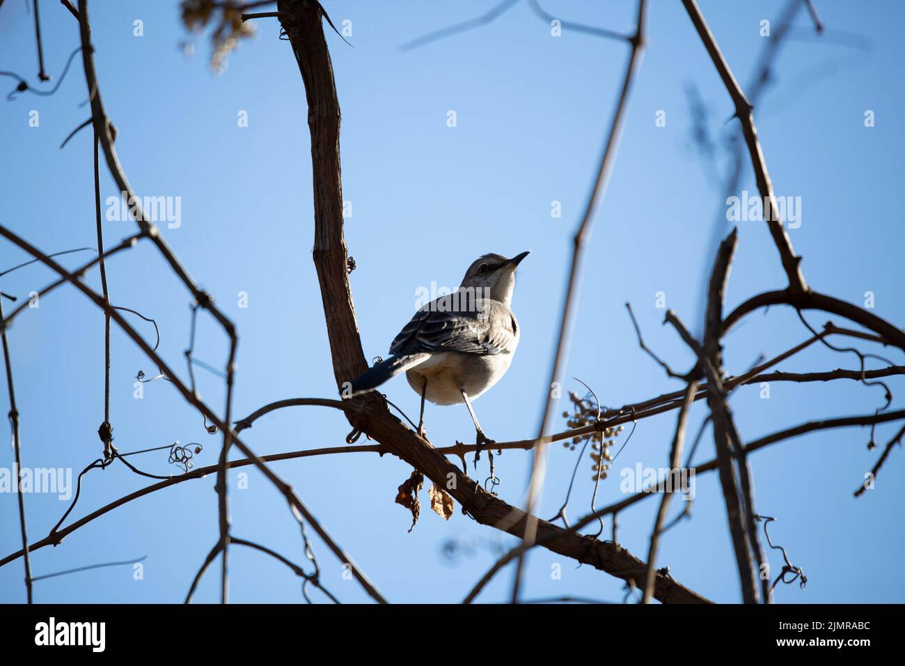 mockingbird du Nord (Mimus poslyglotto) regardant par-dessus son épaule avec une touffe de plumes dans son bec Banque D'Images