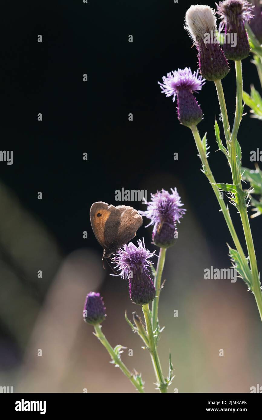 Un petit Heath (Coenonympha Pamphilus) papillon sur le Thhistle rampant (Cirsium arvense) têtes de fleurs au soleil Banque D'Images