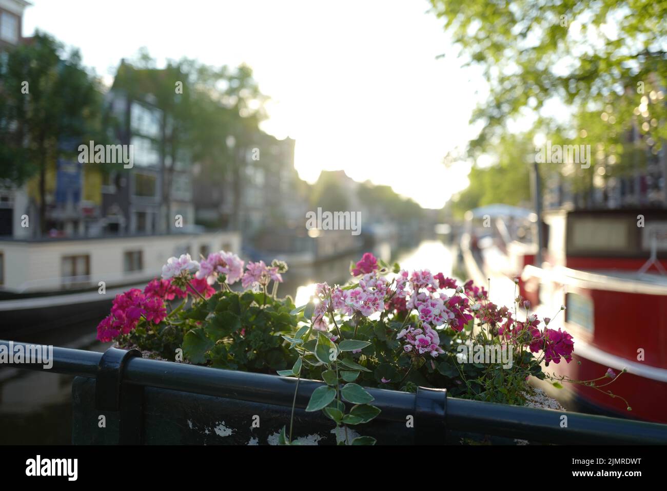 Belles fleurs sur un pont dans le quartier Jordaan d'Amsterdam Banque D'Images