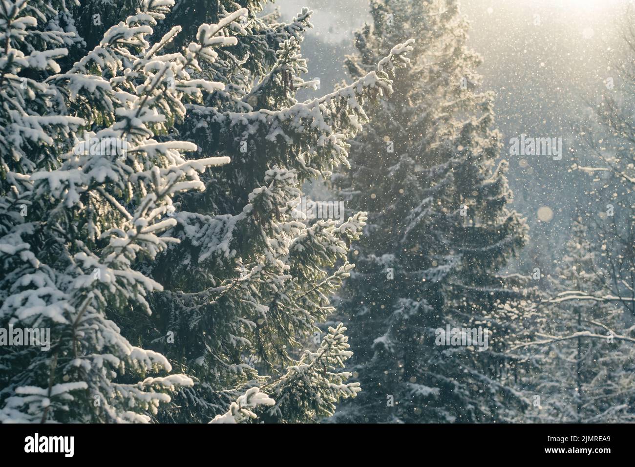 Magnifique paysage d'hiver avec de la neige tombant dans la forêt d'épicéa Banque D'Images