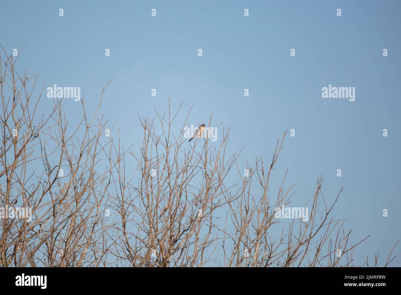 Le kestrel américain, également connu sous le nom de faucon d'éparpillote (Falco sparverius) en regardant comme il est complètement encore sur une branche Banque D'Images