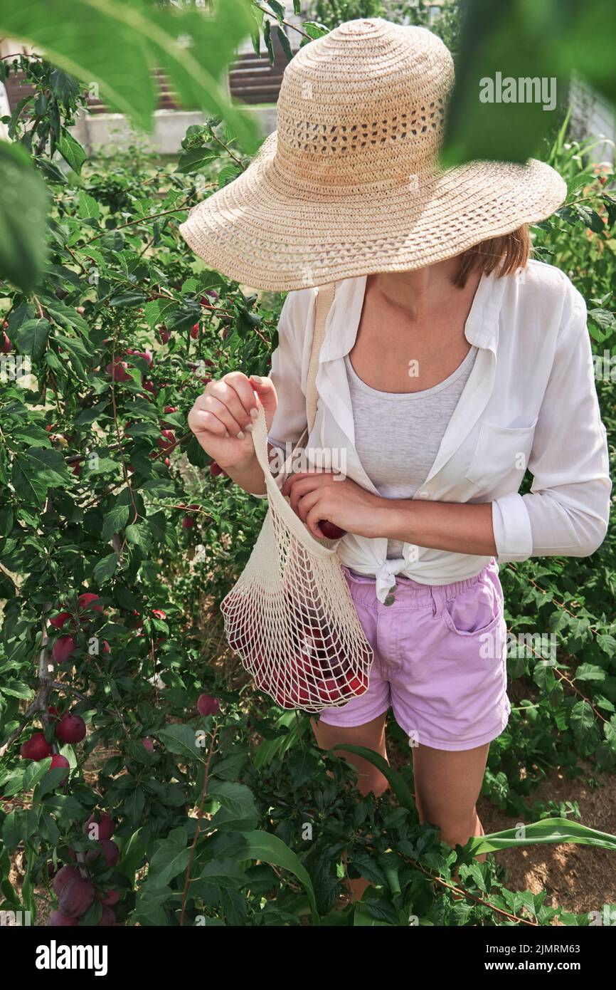 Une femme méconnaissable cueillie des prunes dans un sac à ficelle dans son jardin familial Banque D'Images