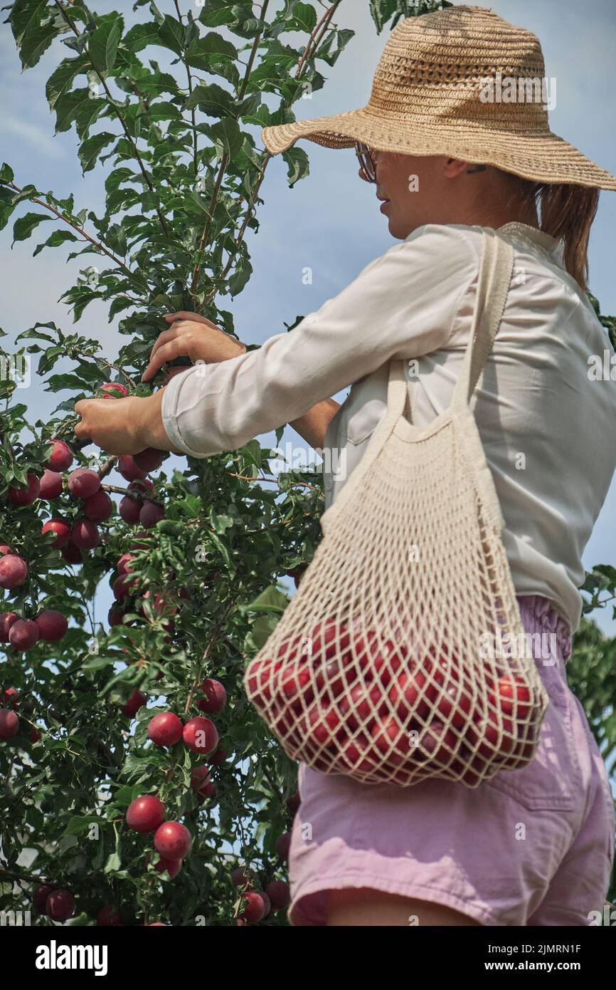 Jeune femme jardinière cueillant des prunes dans un sac à ficelle dans son jardin familial Banque D'Images