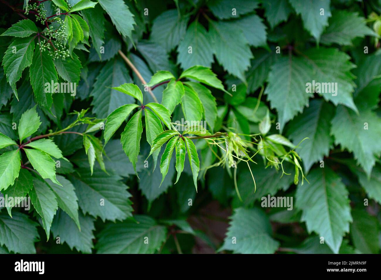 Liana de cinq feuilles de raisin de jeune fille au printemps. Banque D'Images