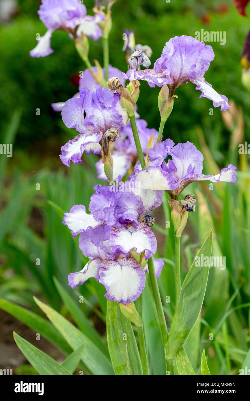 Iris germanica délicat ou iris barbu allemand. Banque D'Images