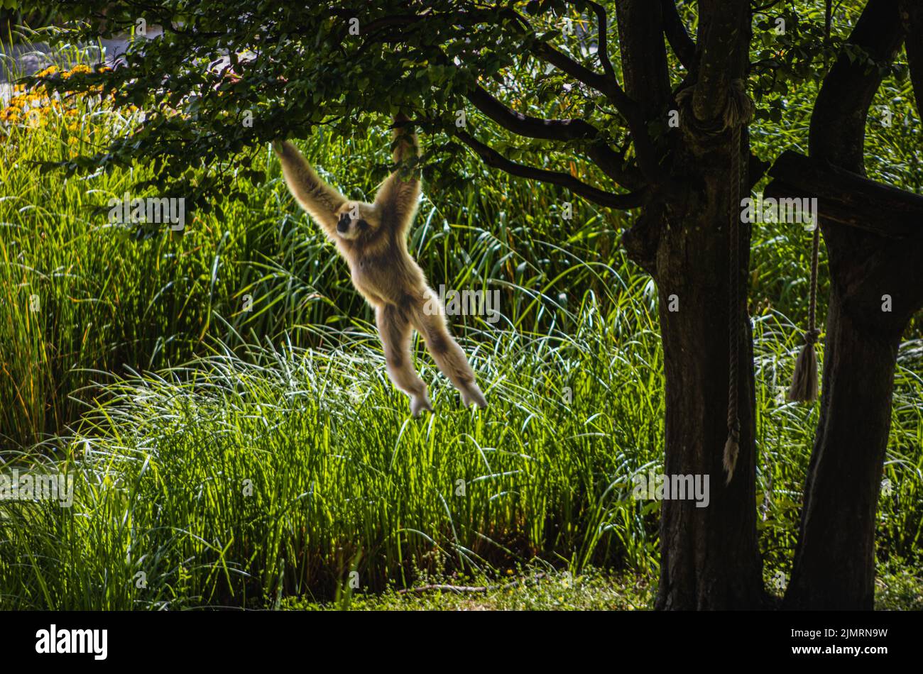 Gibbon LAR, Hylobates lar larking aroung Banque D'Images