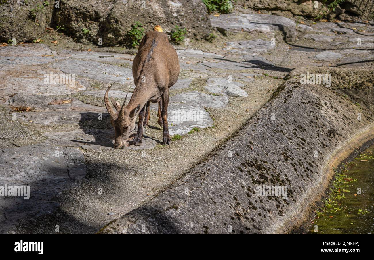 Alpine ibex - Capra ibex à sa également connu sous le nom de steinbock ou bouquetin au zoo de Salzbourg Banque D'Images