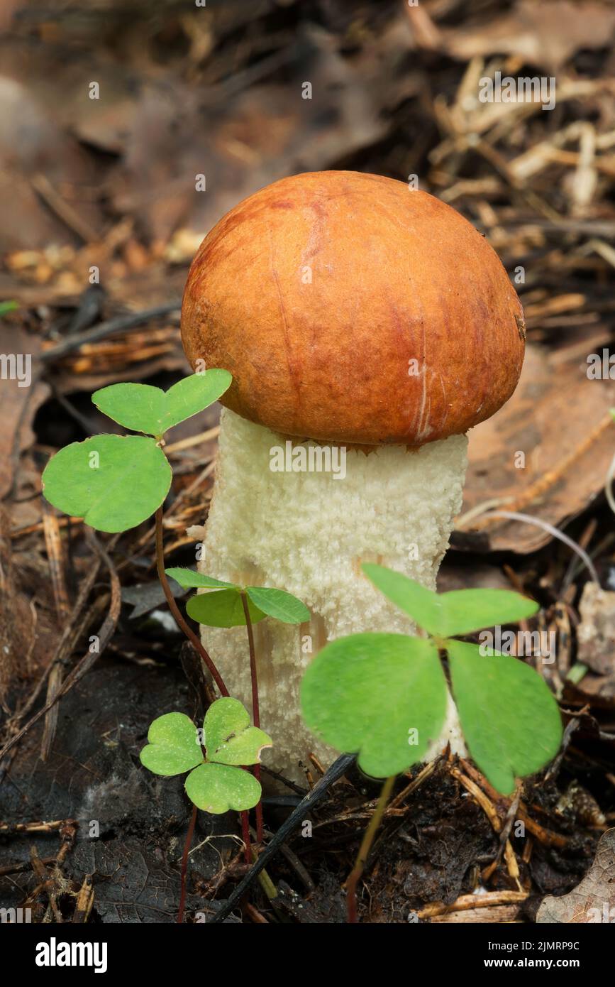 Faune de l'Europe- champignons comestibles de la coupe d'orange boletus croissant dans la forêt. Banque D'Images