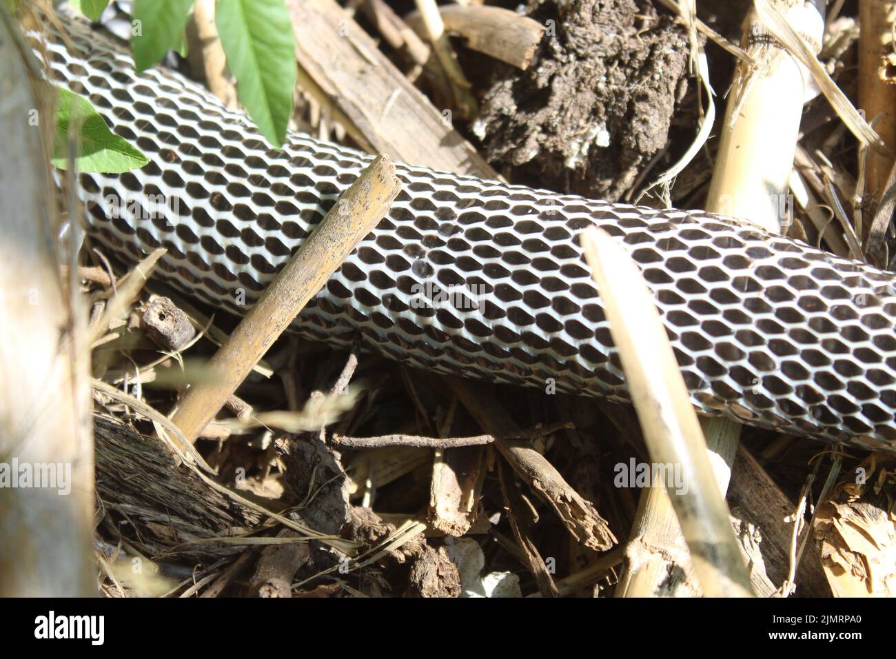 Serpent noir et blanc dans la nature. Banque D'Images