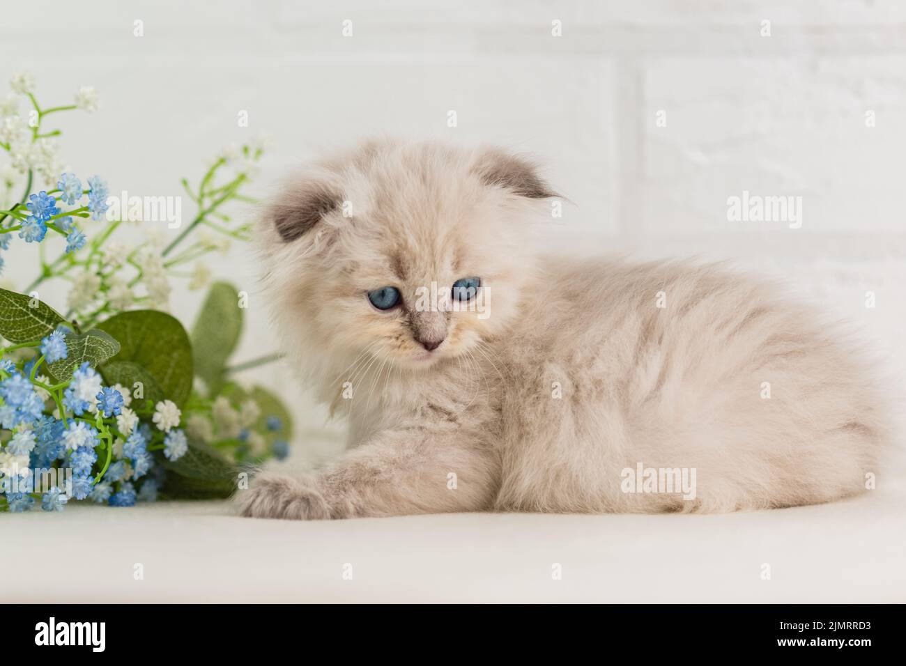 Un beau chaton beige moelleux aux yeux bleus se trouve près d'un bouquet de fleurs. Portrait. Mise au point sélective Banque D'Images