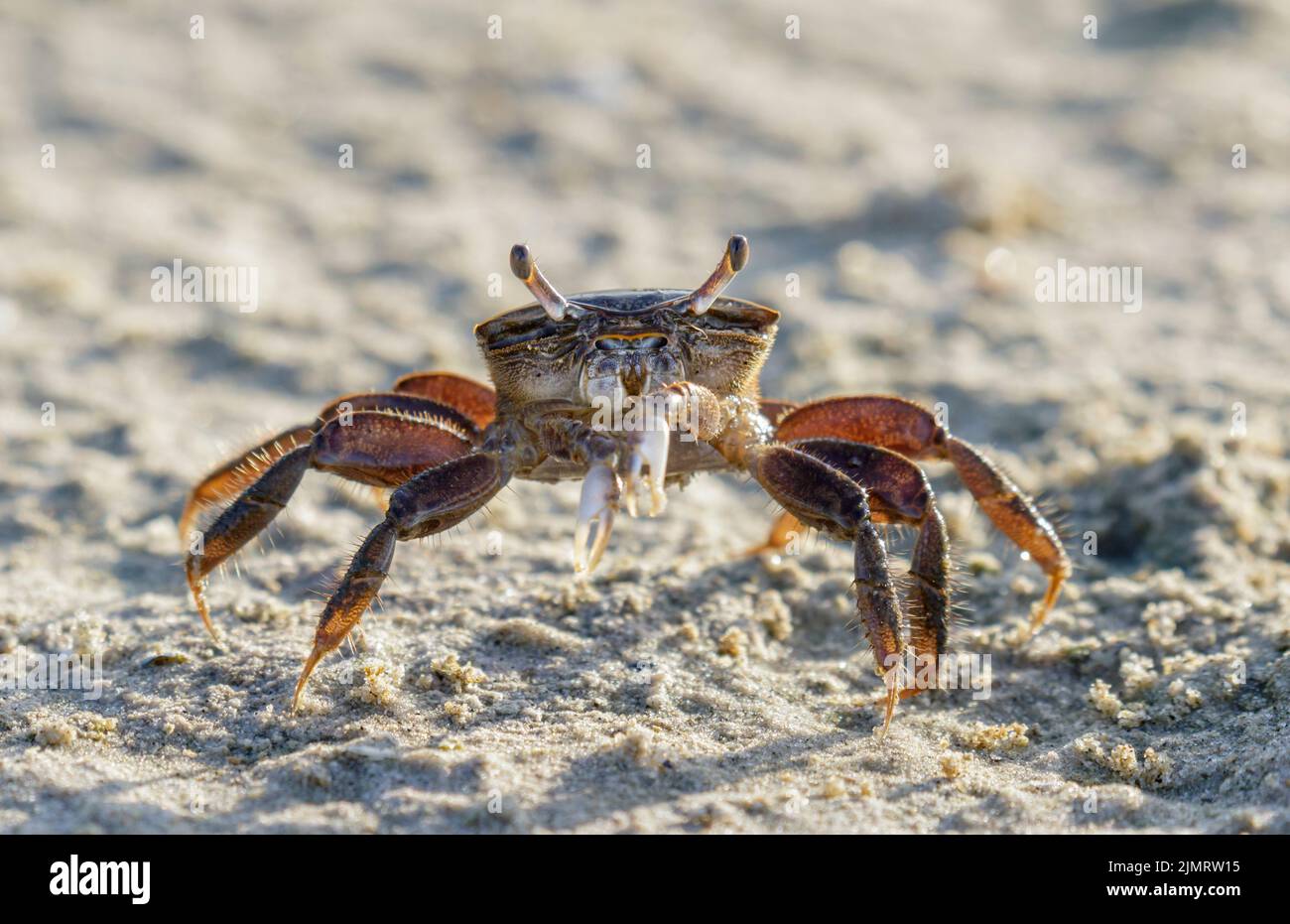 Crabe des neiges d'eau saumâtre (Uca minax) femelle à la plage de l'océan, Galveston, Texas, États-Unis. Banque D'Images
