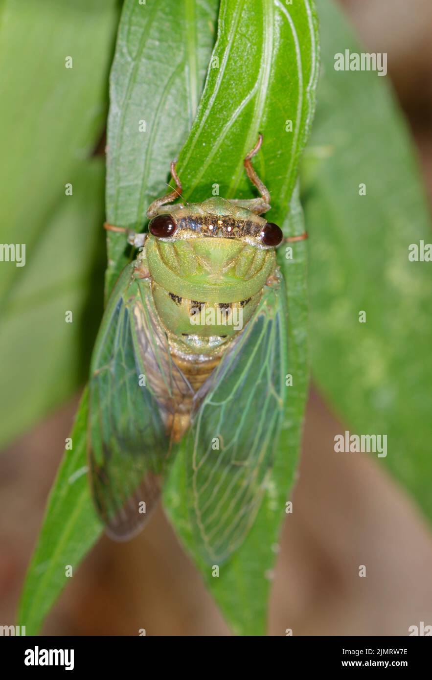 Superbe cicada verte (Neotibicen superbus) sur les feuilles, Galveston, Texas, États-Unis. Banque D'Images