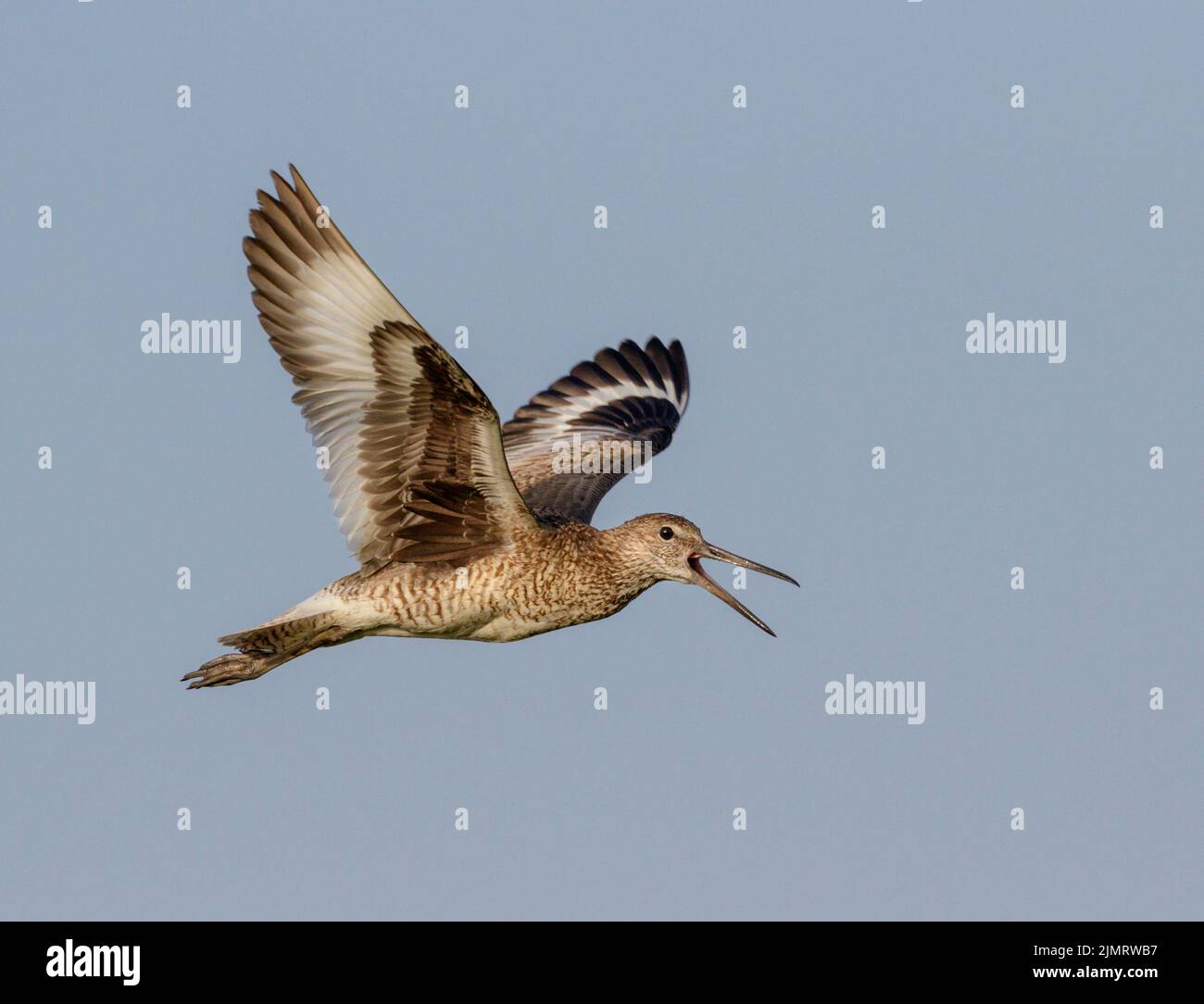 Willet (Tringa semipalmata), exposition et chant en vol, Galveston, Texas, États-Unis. Banque D'Images