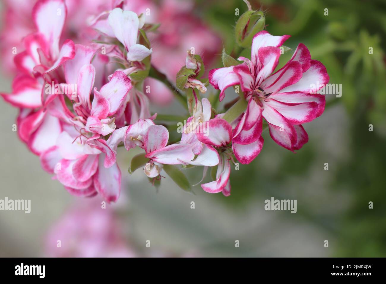 Fleur rose et blanche en fleurs Pelargonium peltatum Banque D'Images