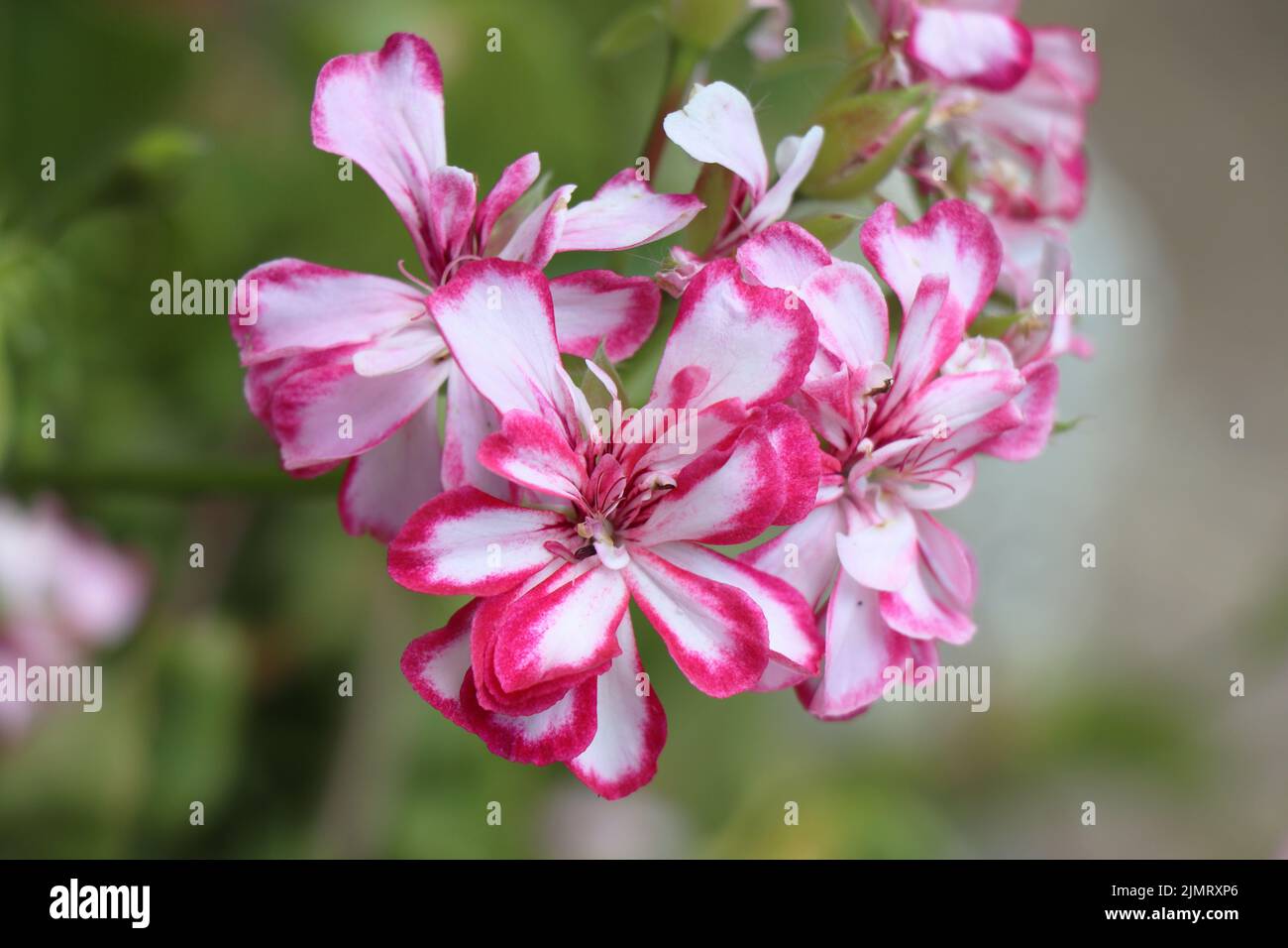 Fleur rose et blanche en fleurs Pelargonium peltatum Banque D'Images