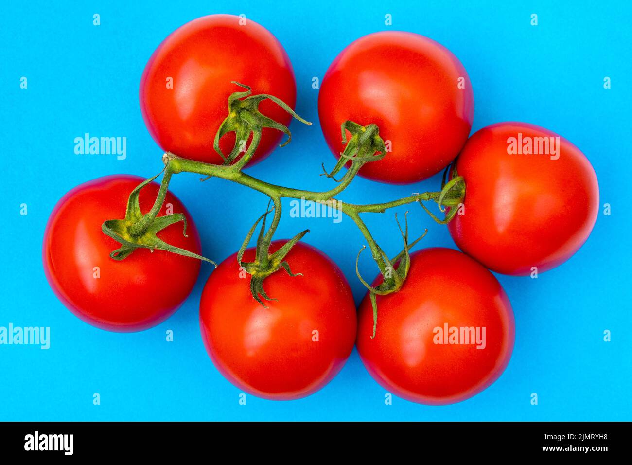 Tomates rouges sur une branche sur un fond bleu Banque D'Images