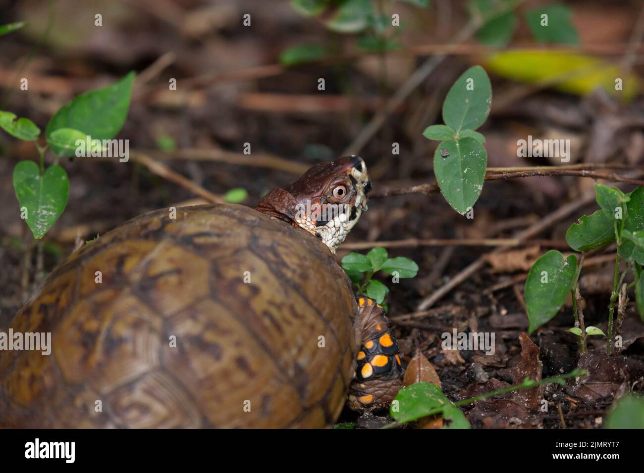 Tortue cahote de l'est (Terrapene carolina carolina) avec un moustique tigre asiatique (Aedes albopictus) sur son cou Banque D'Images