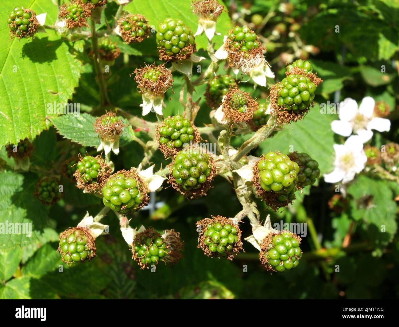 Fruits sauvages de mûre vert vif poussant sur une brousse au début de l'été Banque D'Images
