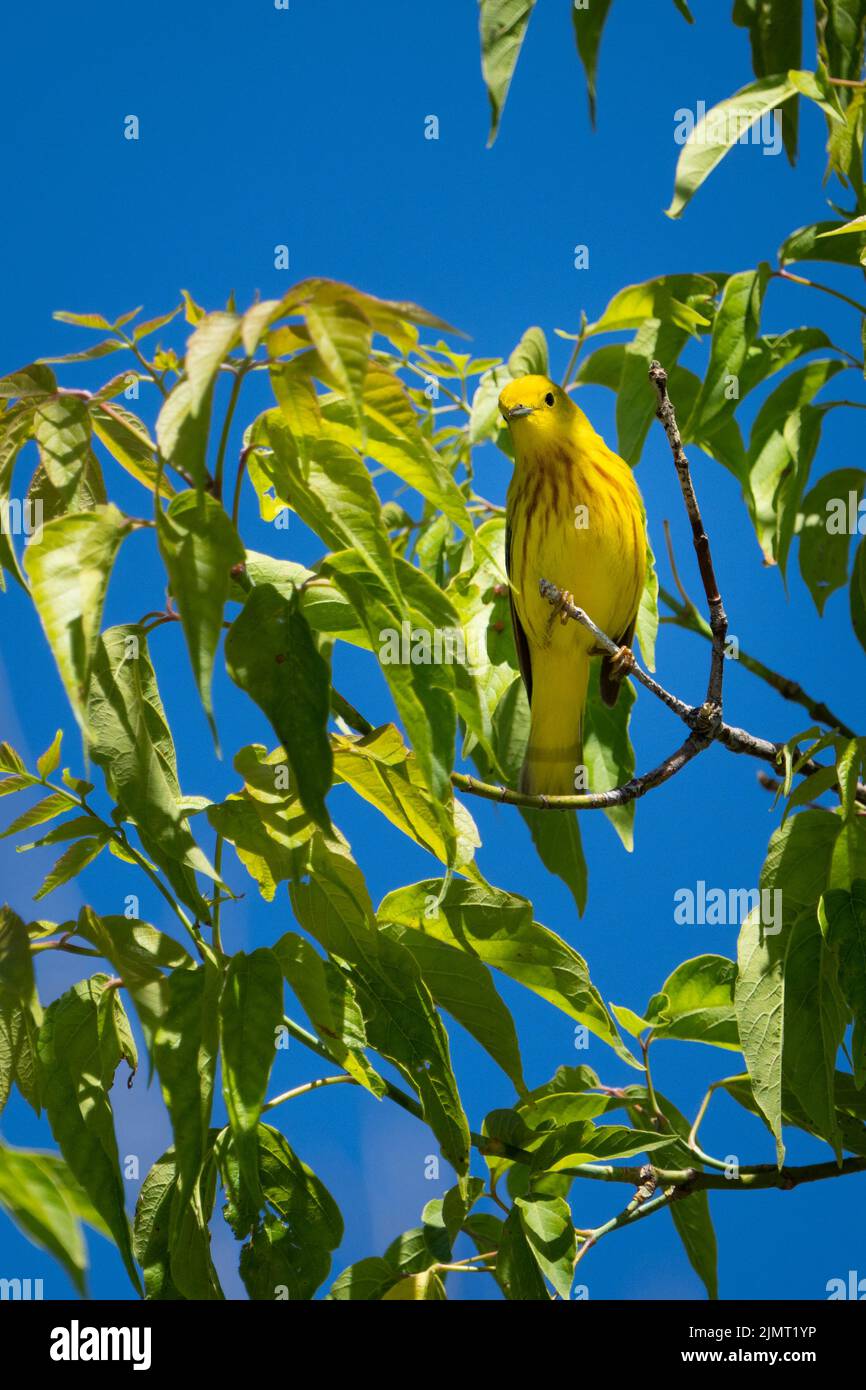 Paruline jaune perchée dans un arbre et signant dans un parc Banque D'Images