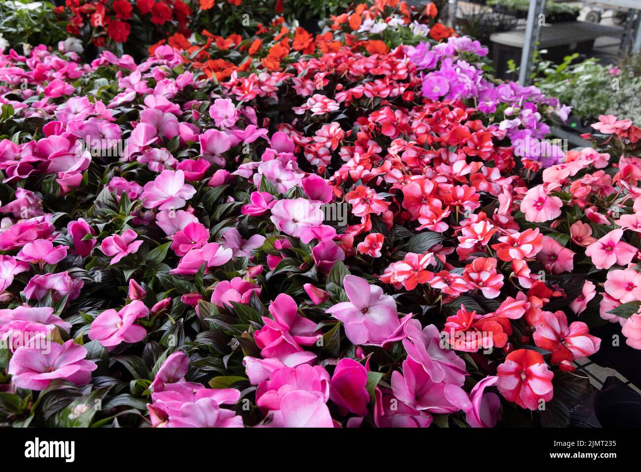 Exposition colorée de fleurs rouges et violettes sur un marché local Banque D'Images
