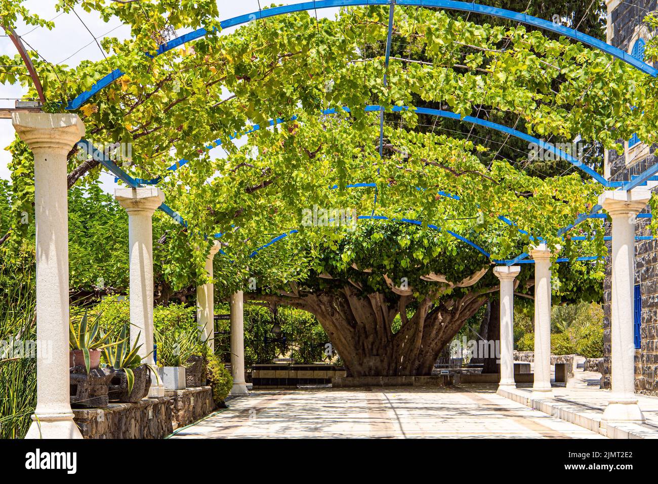 Magnifique figuier biblique Banque D'Images