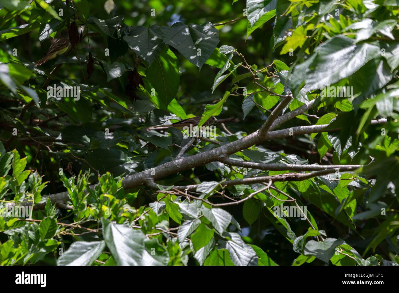 Flycatcher (Myiarchus crinitus) partiellement caché, perché dans un arbre Banque D'Images