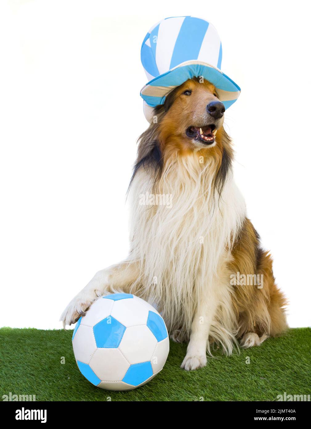 Collie rugueuse avec chapeau bleu clair et blanc et ballon de football Banque D'Images