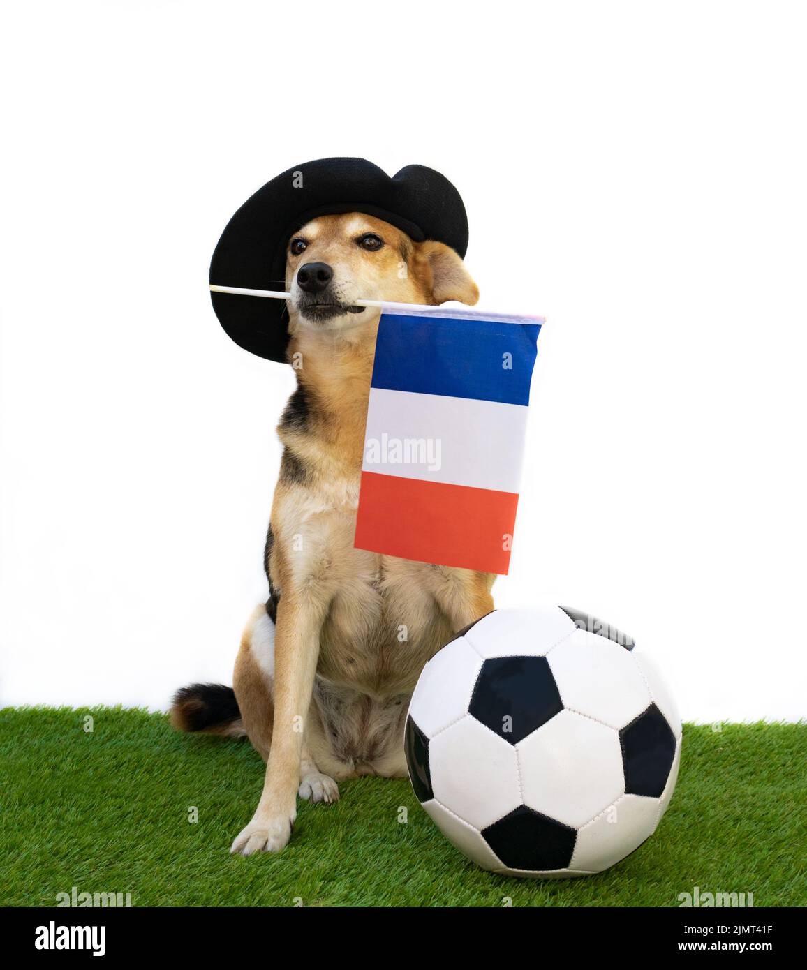 Chien avec drapeau français de béret noir et ballon de football Banque D'Images