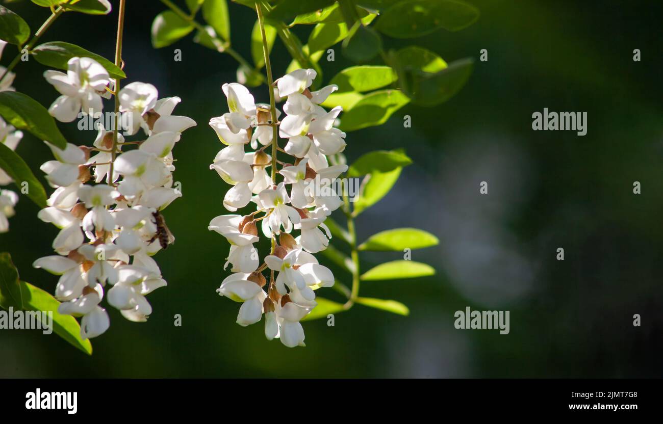 Robinier à fleurs printanières. Fleurs blanches sur un jour ensoleillé sur fond vert. Une source de nectar pour délicat parfumé Banque D'Images