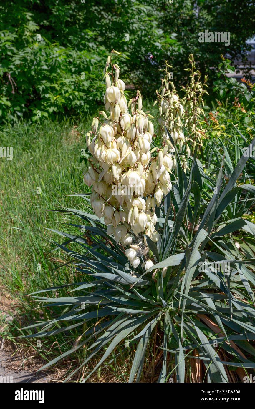 Yucca Gloriosa en fleurs. Banque D'Images