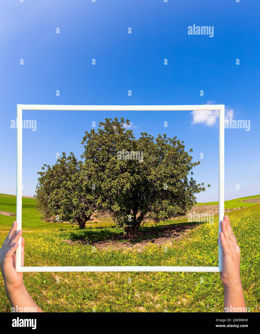 Une rocia luxuriante en fleurs sur un terrain vert Banque D'Images