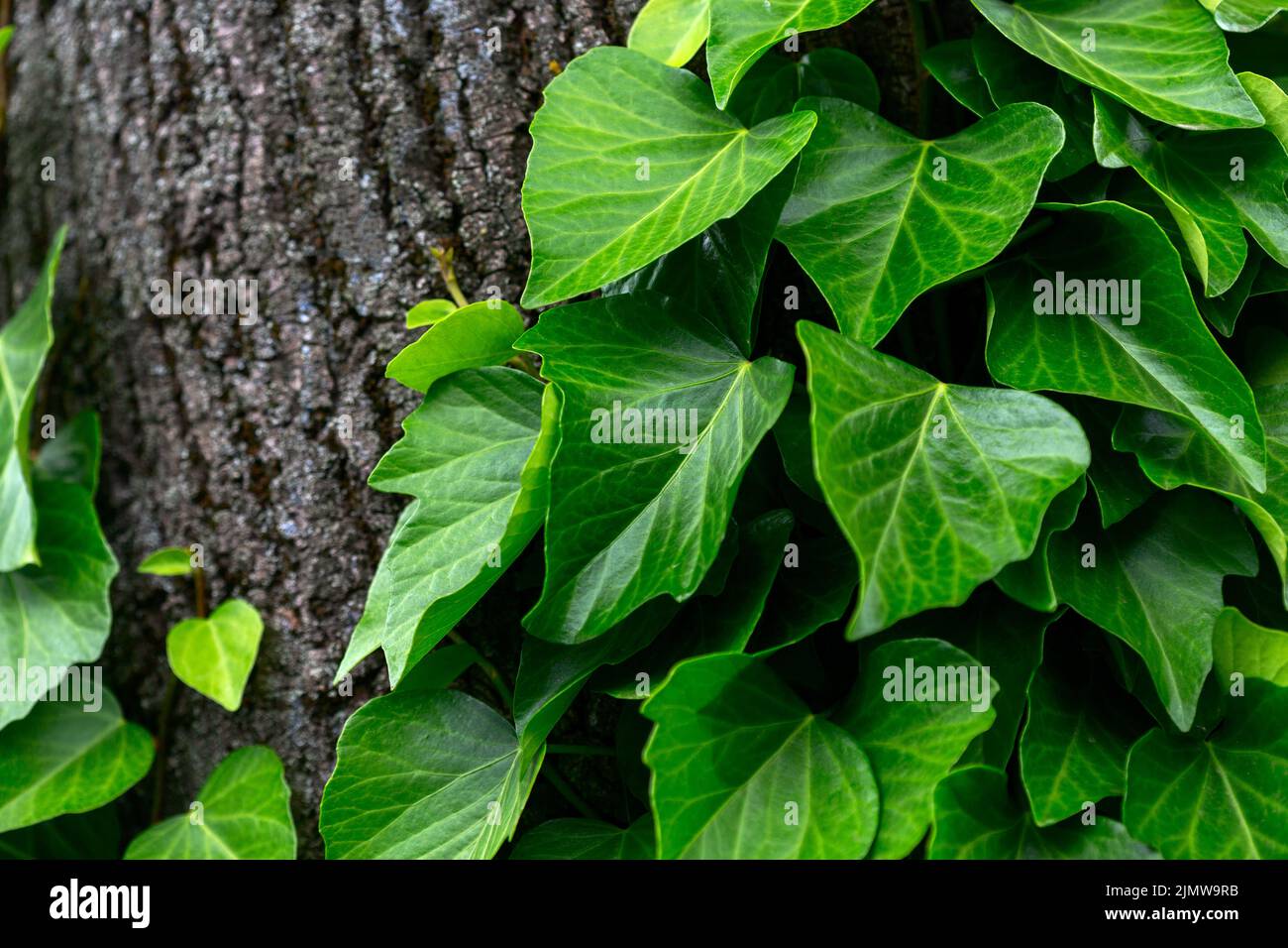 Lianas (Hedera colchica) sur le tronc d'un arbre. Banque D'Images