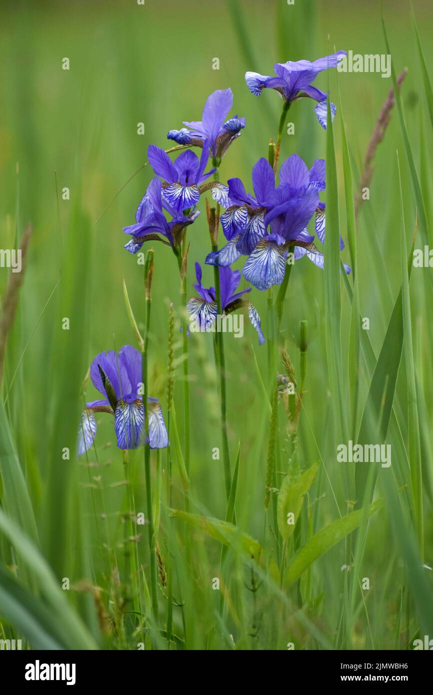 Iris sibirica, communément appelé iris sibérien ou drapeau sibérien, est une espèce du genre Iris. Vue près du lac Chiemsee, Bavière, Allemagne Banque D'Images