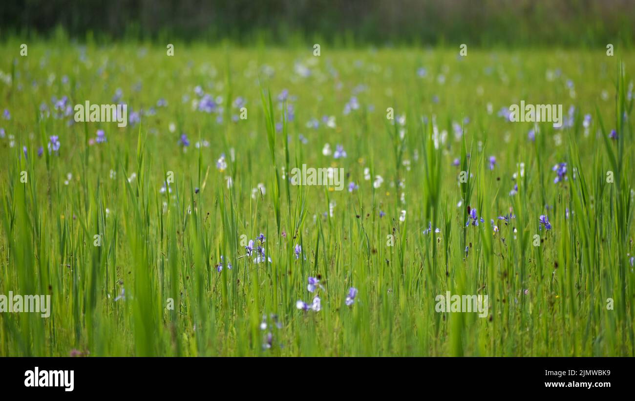 Iris sibirica, communément appelé iris sibérien ou drapeau sibérien, est une espèce du genre Iris. Vue près du lac Chiemsee, Bavière, Allemagne Banque D'Images