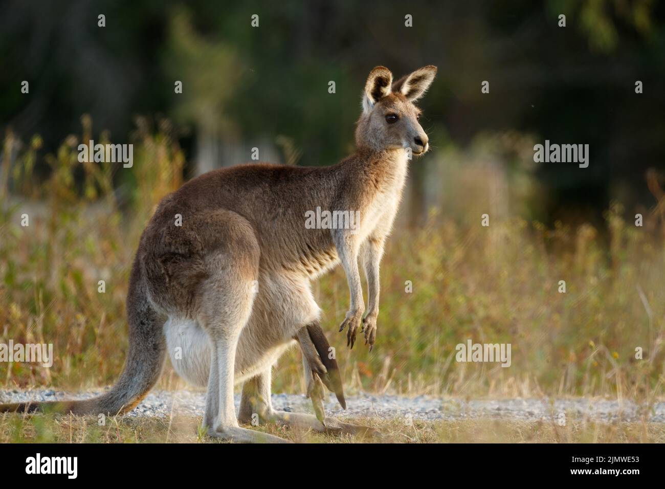 Kangourou gris de l'est féminin (Macropus giganteus) avec un jeune sac — free download