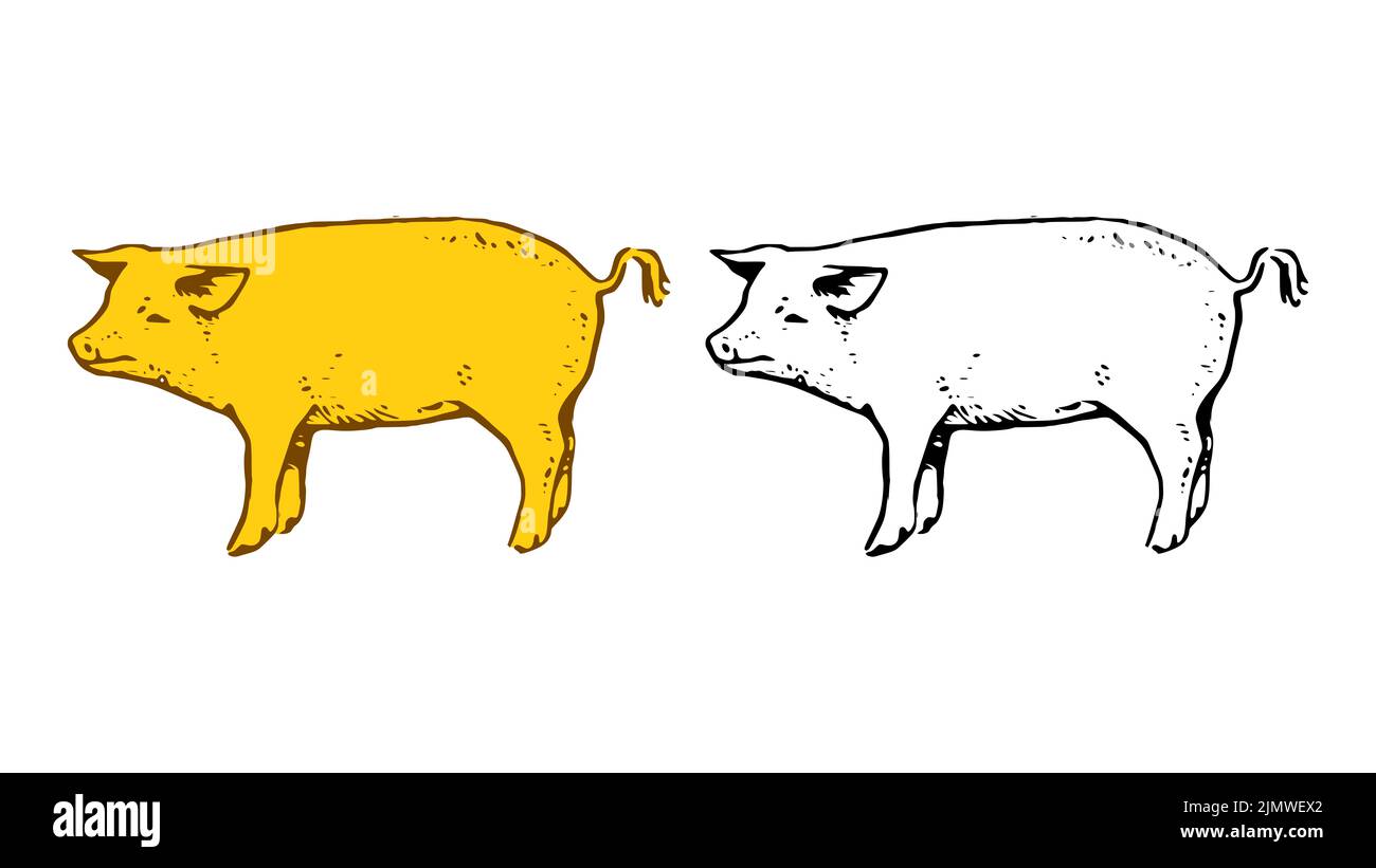 Illustration vectorielle de porc dessinée à la main isolée sur fond blanc Banque D'Images