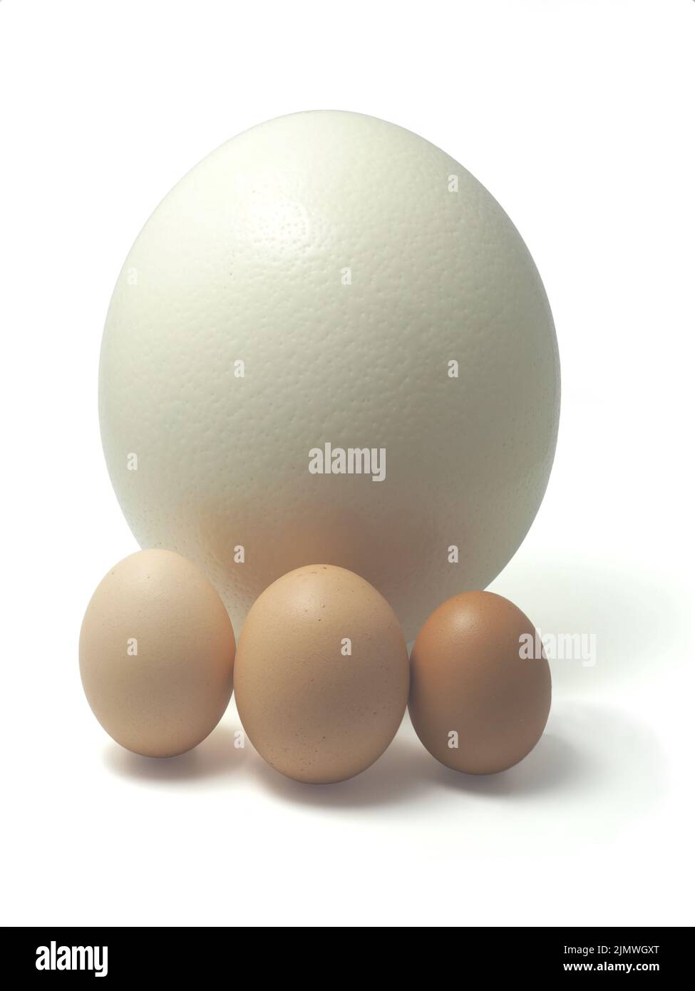 œuf d