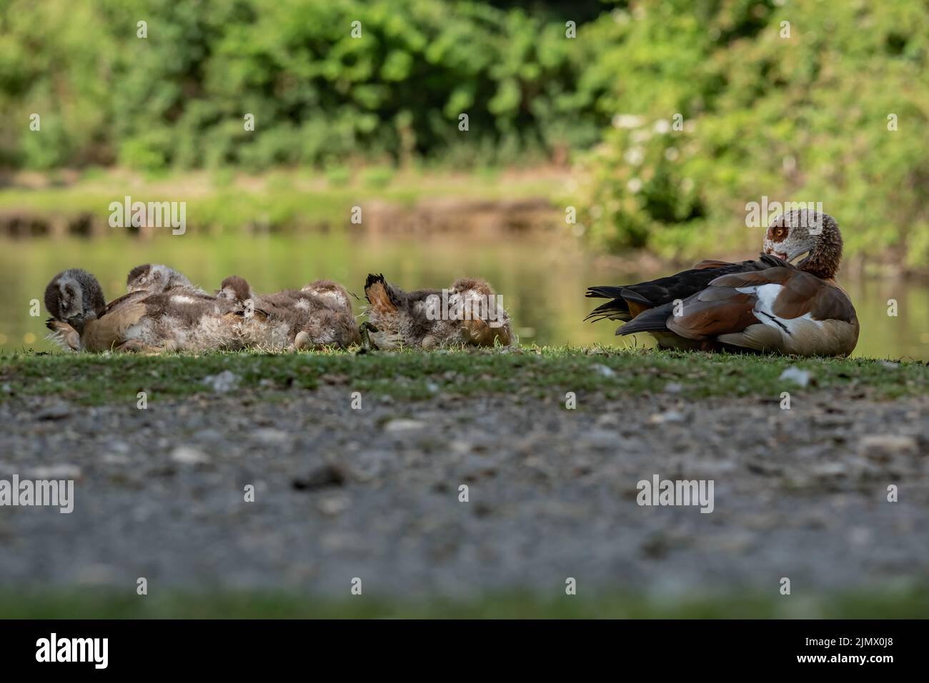 Egyptian goose chick Banque D'Images