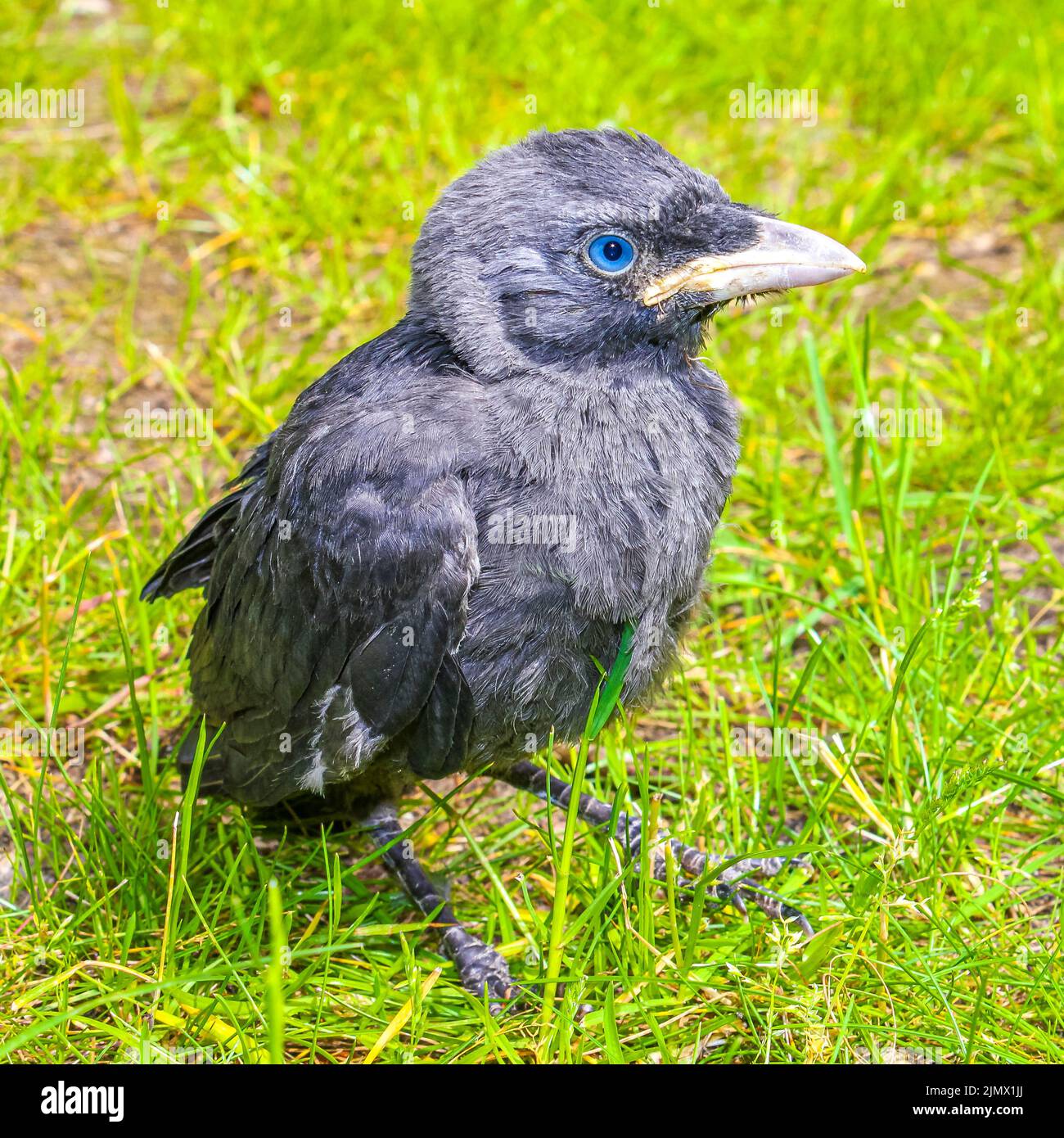 Griffe de corbeau noire avec yeux bleus assis dans l'herbe verte. Banque D'Images