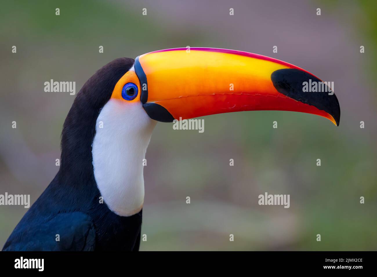 Gros plan d'un Toco Toucan (Ramphastos toco), la plus grande de plus de 40 espèces différentes de Toucan, perché sur une branche du Pantanal du Brésil. Banque D'Images