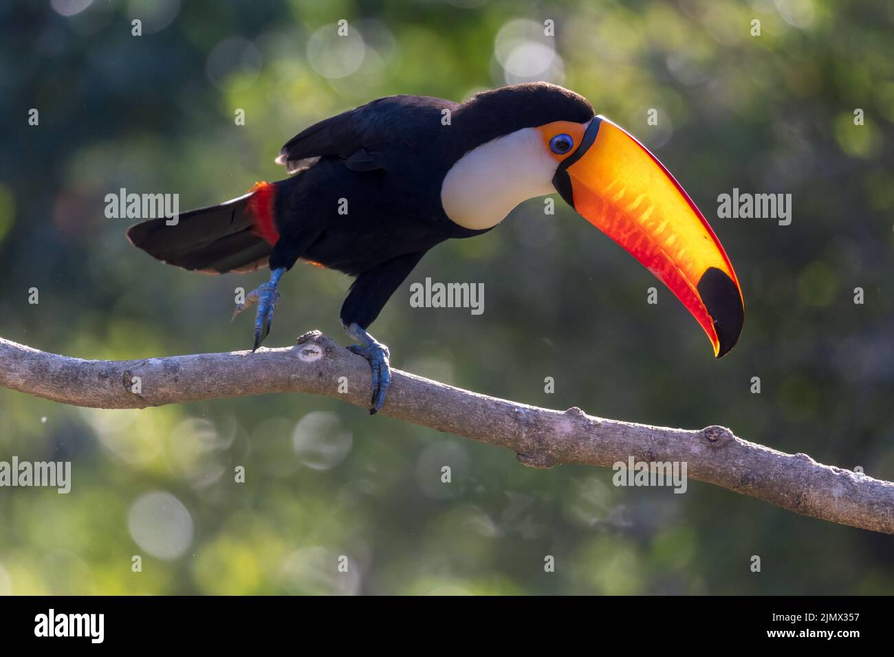 A Toco Toucan (Ramphastos toco), la plus grande des 40 espèces de Toucan, perchée sur une branche du Pantanal du Brésil. Banque D'Images