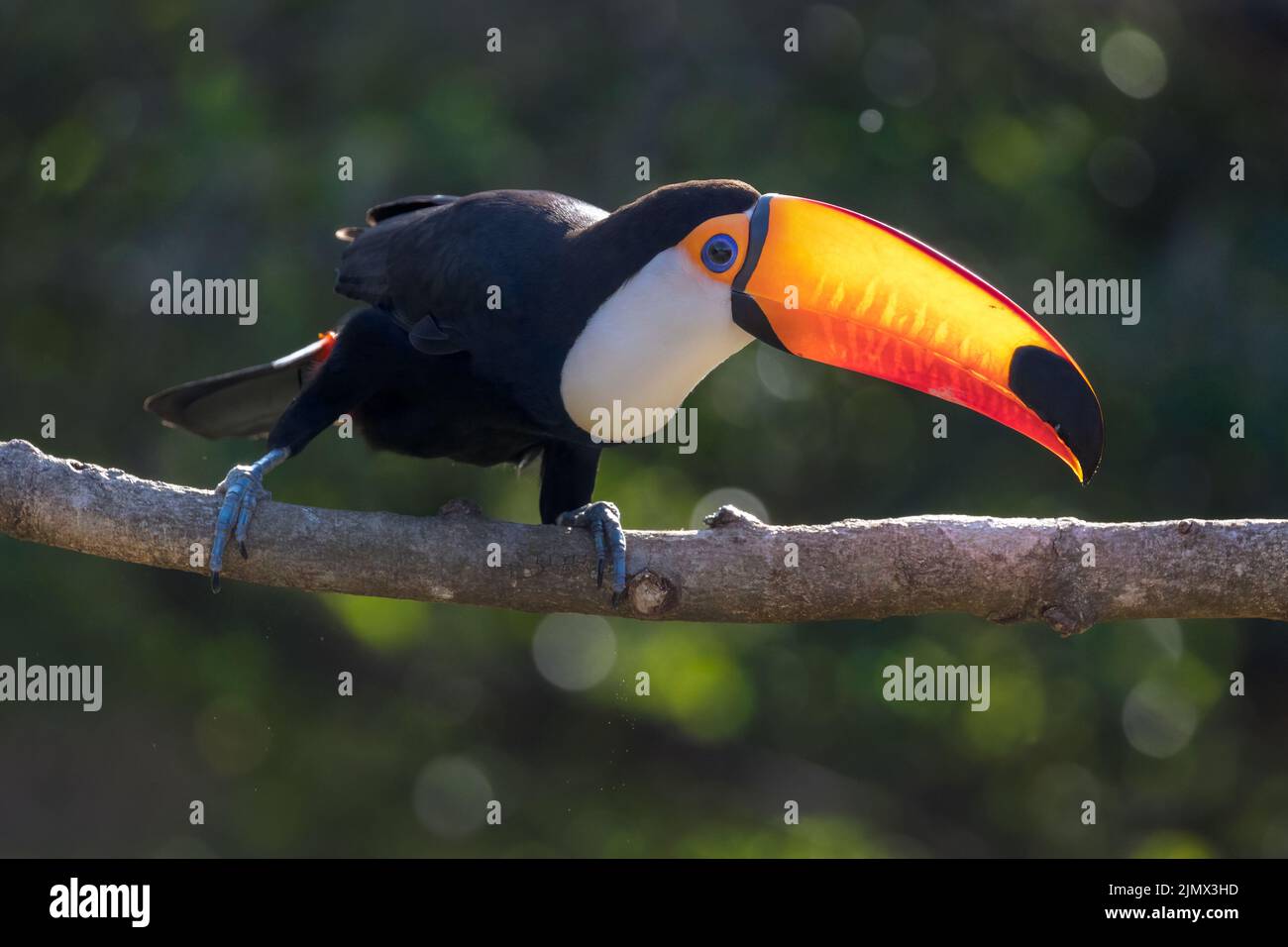 A Toco Toucan (Ramphastos toco), la plus grande des 40 espèces de Toucan, perchée sur une branche du Pantanal du Brésil. Banque D'Images