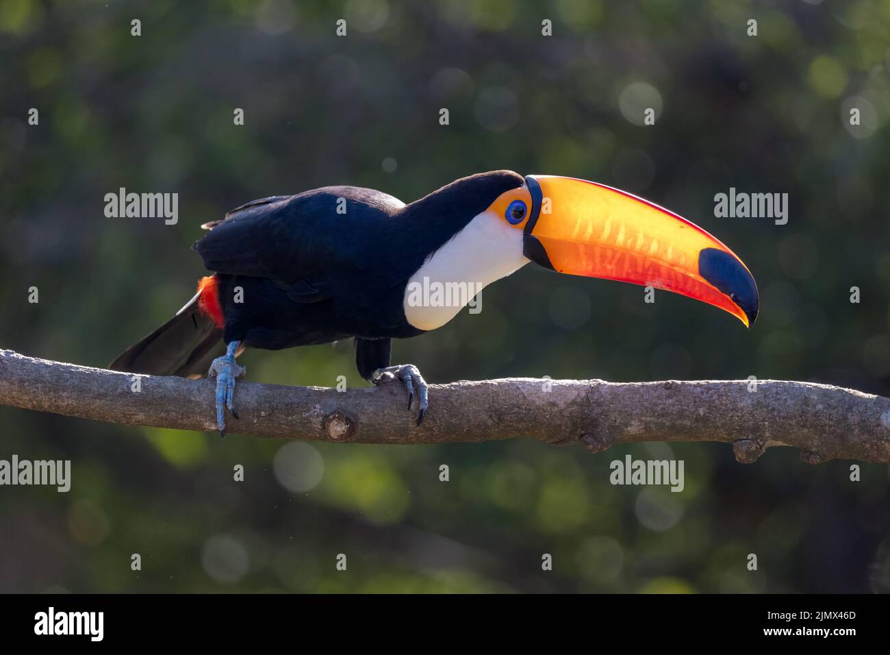 A Toco Toucan (Ramphastos toco), la plus grande des 40 espèces de Toucan, perchée sur une branche du Pantanal du Brésil. Banque D'Images